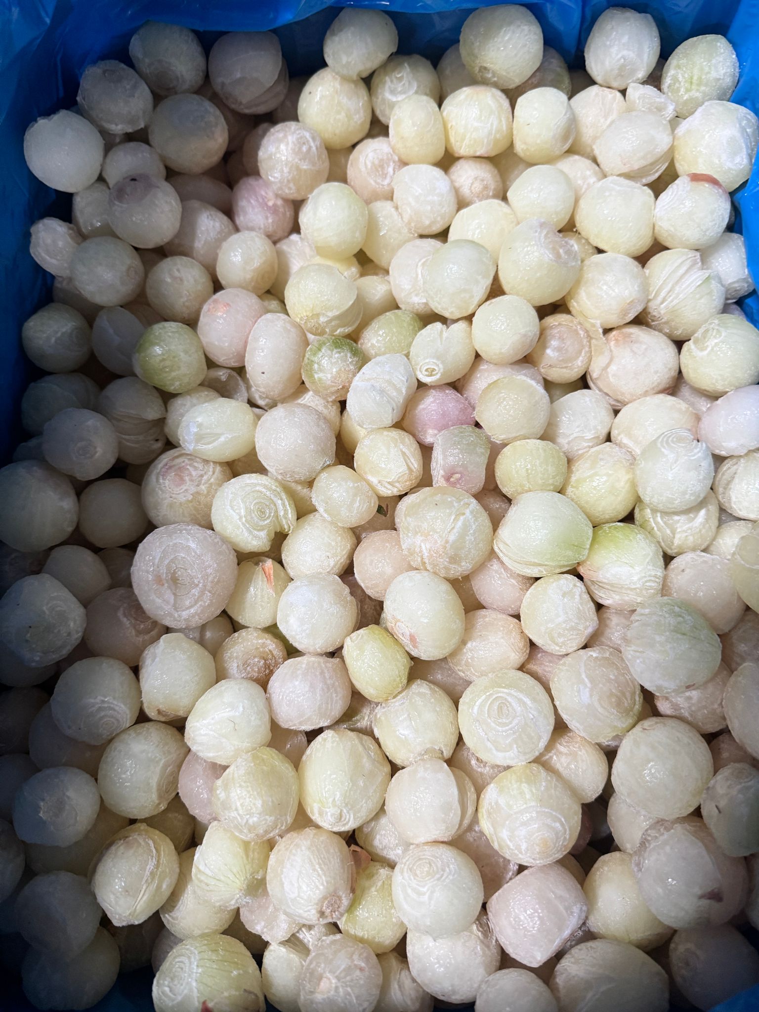 5 No 6 no Arpacık soğan yerli